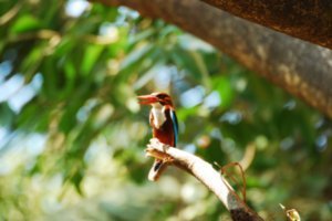 White Throated Kingfisher panting in the heat