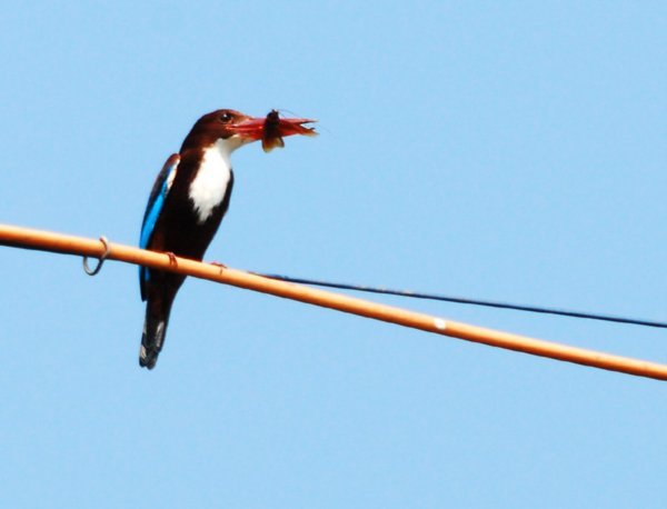 A White Throated Kingfisher catches his supper