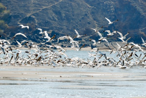 A huge colony of Gulls and Terns on a sandbank