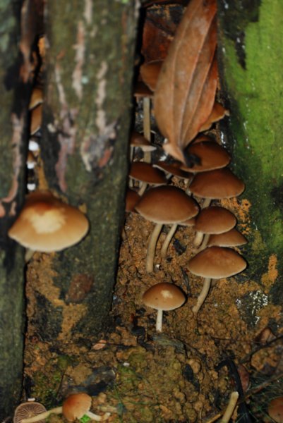 Interesting fungi