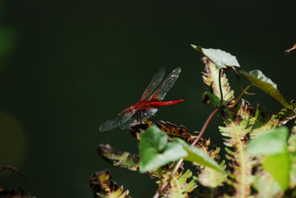 A beautiful Crimson Dragonfly