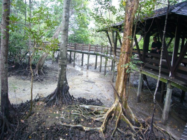 The Mangrove Walkway