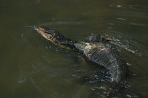 The Water Monitor
