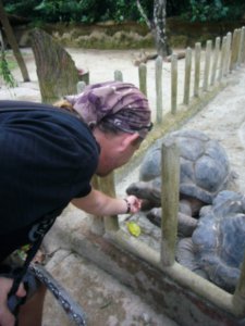 Tickling the Giant Tortoise