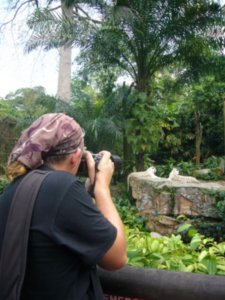 Photographing the White Tigers