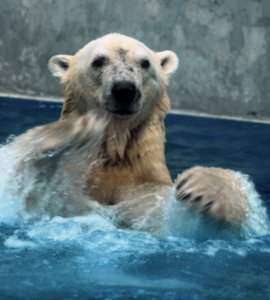 A large male Polar Bear