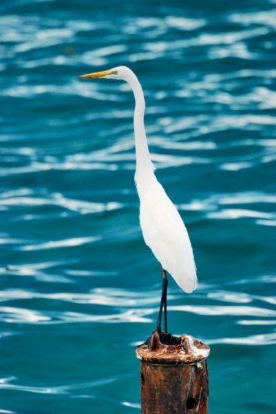 My 1st bird photo The Great Egret