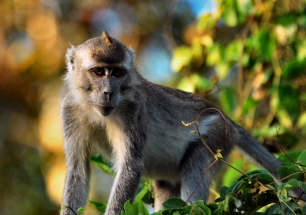Long Tailed Macak Monkey | Photo