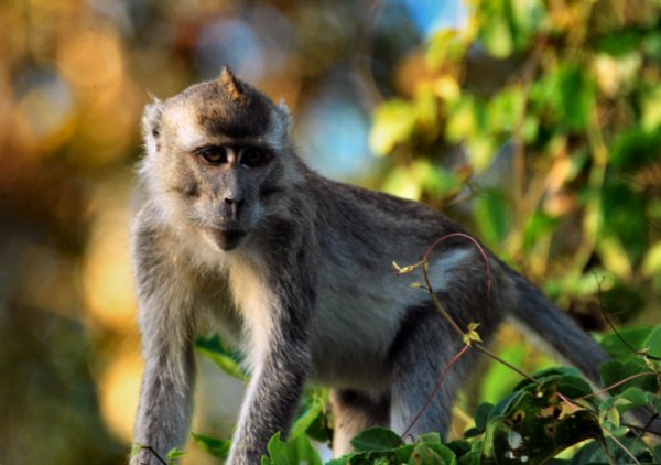 Long Tailed Macak Monkey Photo