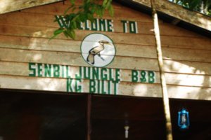 Our home in the jungle