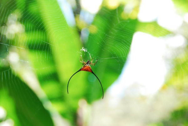 A strange Borneo Spider