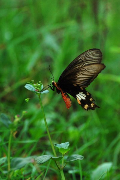 This is the only place I saw Butterflies in Cambodia