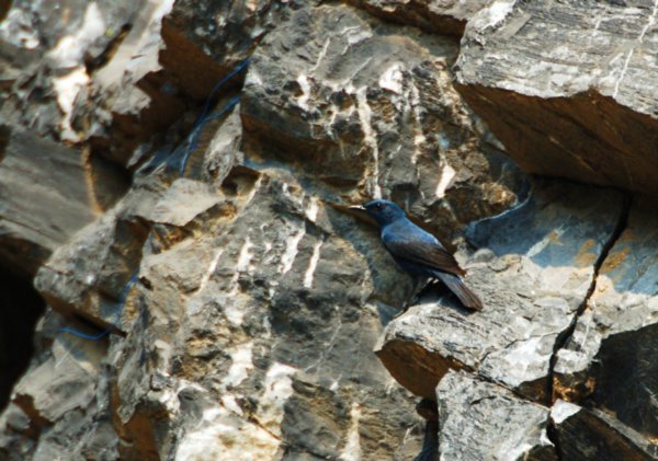 Blue Rock Thrush