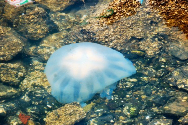 A very large stranded jellyfish