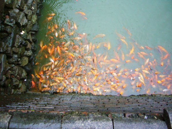 The palace fish ponds full of Koi carp