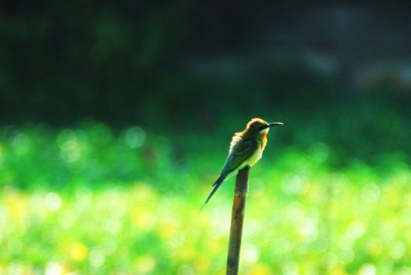 A Blue Tailed Bee Eater in the centre of town