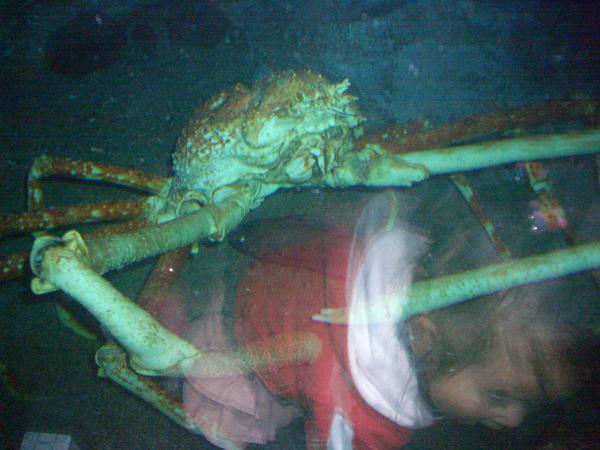 Le plus gros crabe du monde