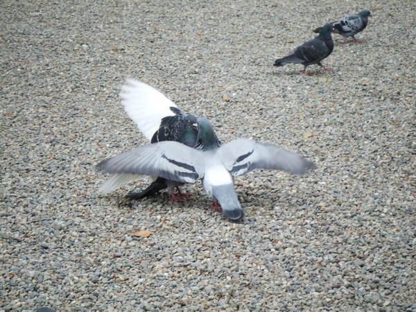 Bataille de pigeons japonais déchaînés!!!