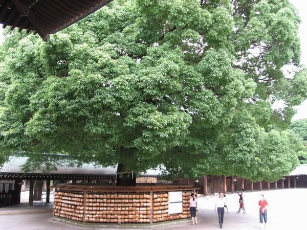 The wish three at Meiji Temple, ookii ne?