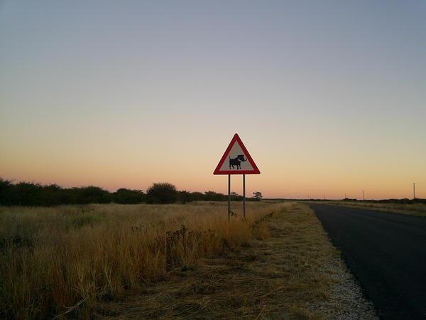 Caution...warthog crossing.