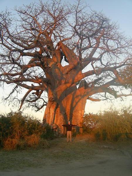 A Baobab