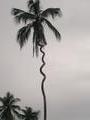Cork-Screw Palm Tree