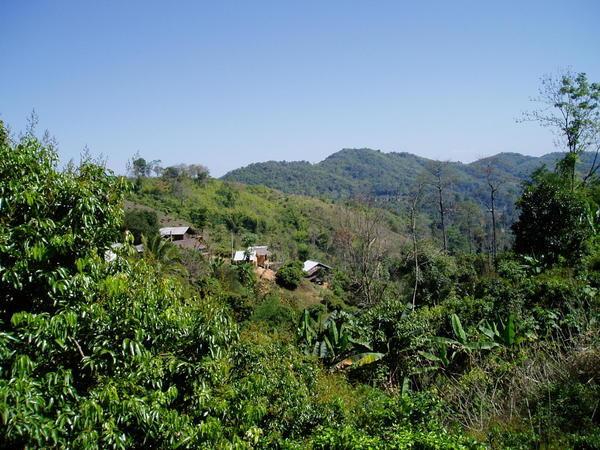 An Akha tribe's village up in the jungle-covered hills