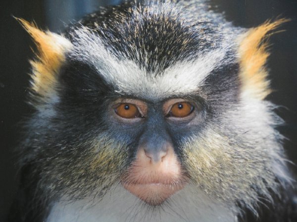 a very obliging primate