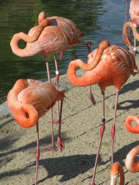 can't get enough flamingo photos