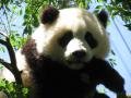 an obliging panda at the zoo