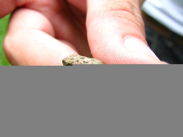 tiniest frog