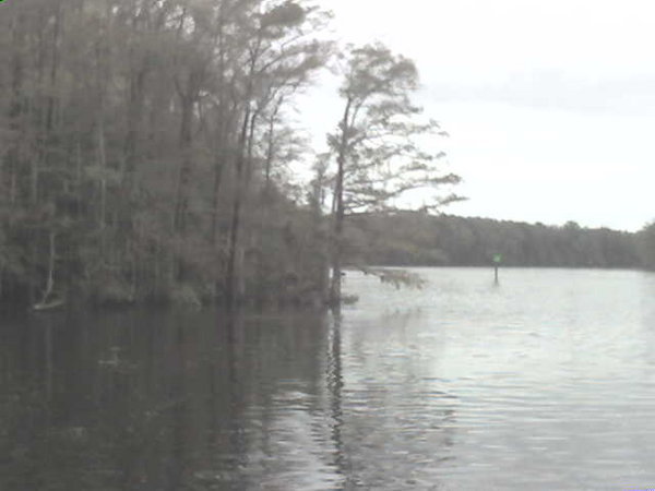 Cypress in Waccamaw River