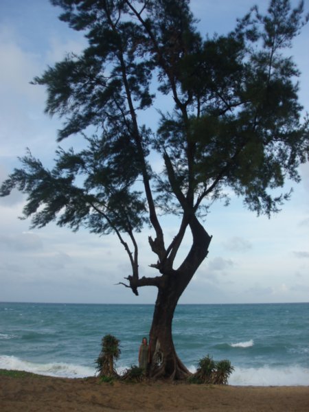 Our favorite beach tree