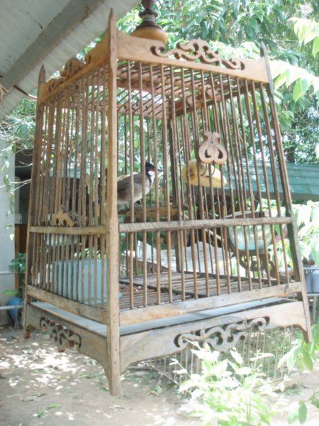 Exotic caged songbird
