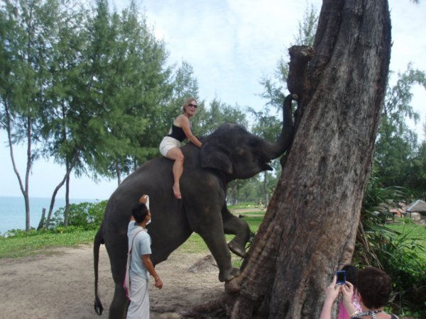 Do not let your elephant climb a tree