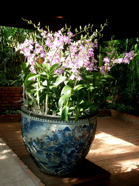 Urn of Orchids