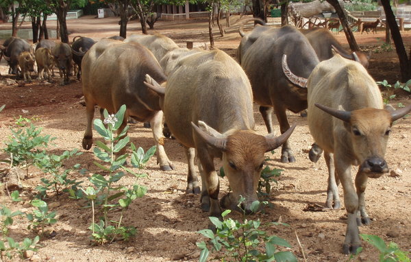 The water buffalo are coming!