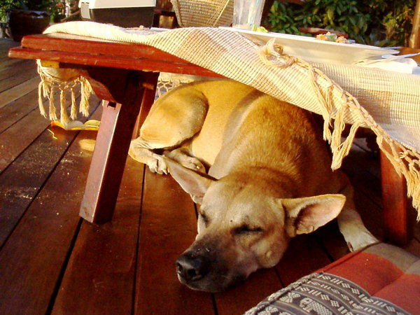 Tired beach dog