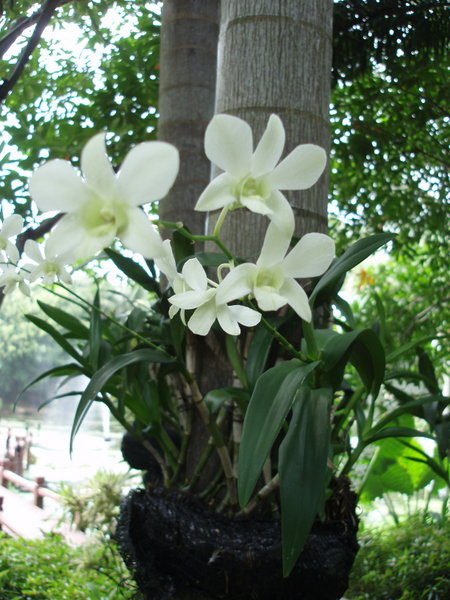 Orchids growing in coconut shell attached to palm tree