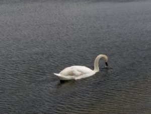 swan in Hyde Park