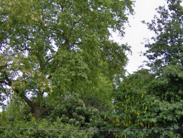 the trees in the garden of Buckingham Palace