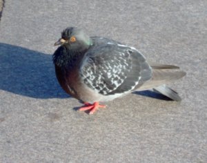 plump pigeon