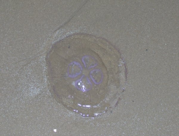 a jellyfish