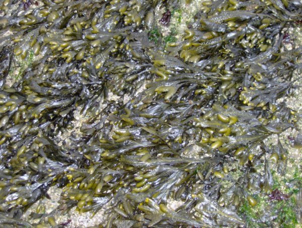 the seaweed