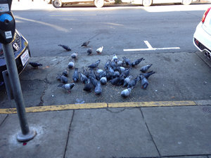 Saw this group of pigeons as we walked along