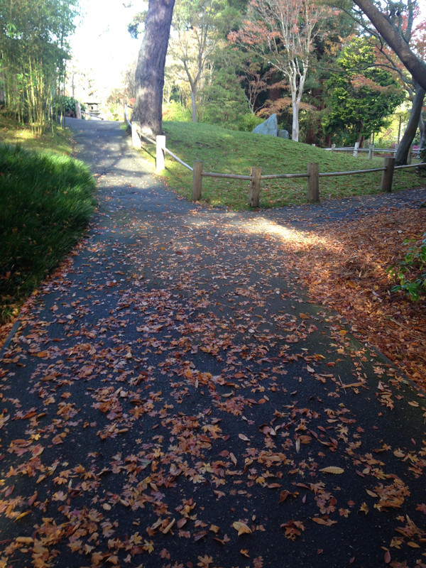 a pathway at JBG—I thought the leaves were pretty