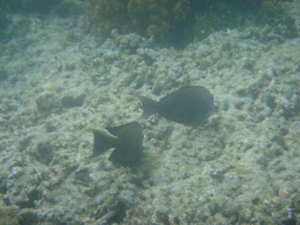 Snorkel pic 4