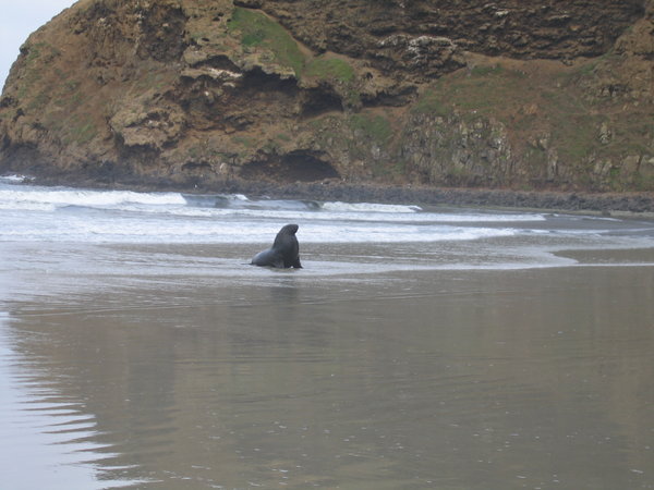 Sea lion coming ashore