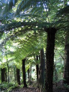 Tree ferns in Rai Valley
