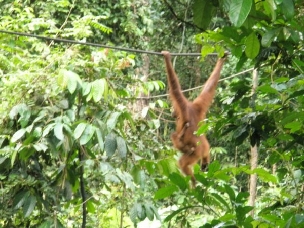 Female Orangutan with Baby